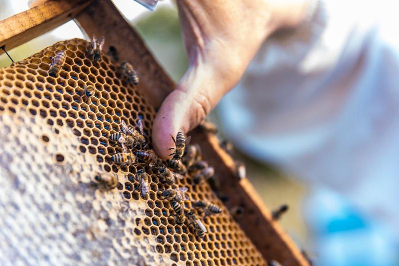 Des abeilles sur une ruche